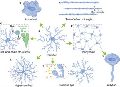 Microglia morphophysiological diversity and its implications for the CNS
